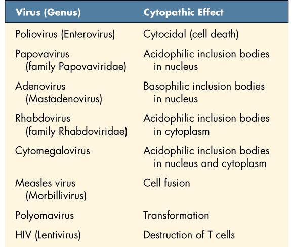 Cytopathic Effects