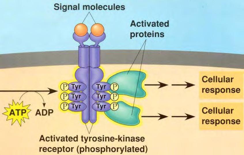 Pharmacology Unit 1 Page 11 of 12 PROTEIN KINASE CELL MEMBRANE RECEPTORS: What kinds of ligands use this receptor?