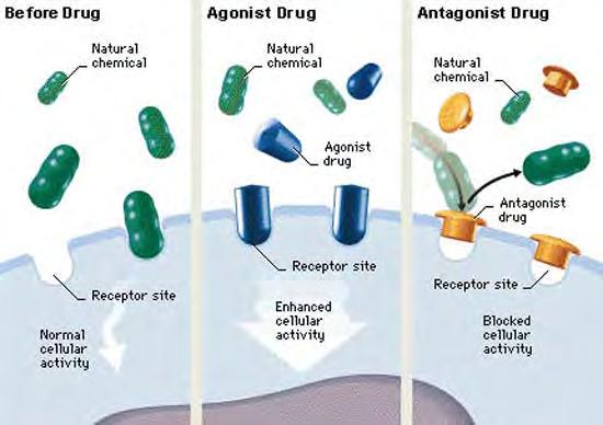 Pharmacology Unit 1 Page 5 of 12 COMPETITIVE ANTAGONIST DRUGS (LIGANDS): compete with endogenous agonist for binding on the SAME receptor sites.