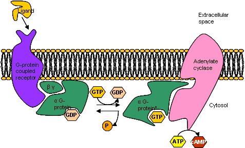 Pharmacology Unit 1 Page 9 of 12 G-PROTEIN RECEPTORS MAKING camp: What kinds of ligands use this receptor?