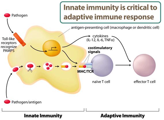 Innate immunity is critical to