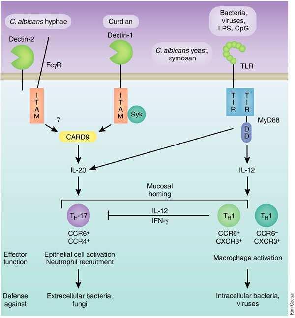 β-glucans, the major component of fungal cell walls, are recognized by C-type lectin receptor Dectin-1 mannan β-glucan 15 Both β-glucans and LPS