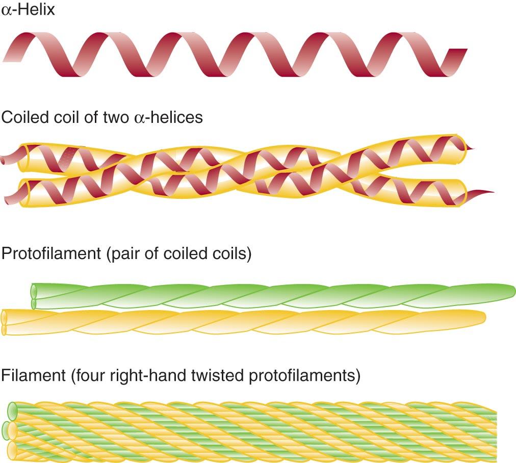 Section 5.3: Proteins Fibrous Proteins Large amounts of a-helix & bpleated sheets Contain polypeptide chains organized approximately parallel along a single axis.