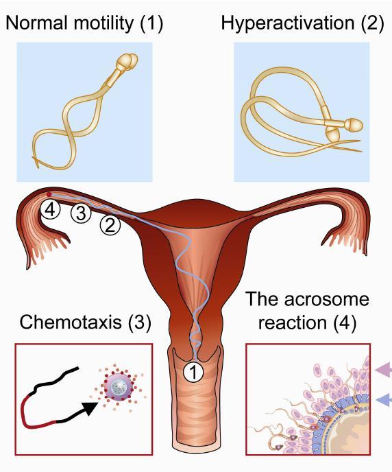 How spermatozoa reach the egg and overcome its