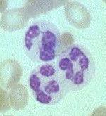 Phagocytes - Neutrophils (PMNs) Characteristic nucleus (lobed),