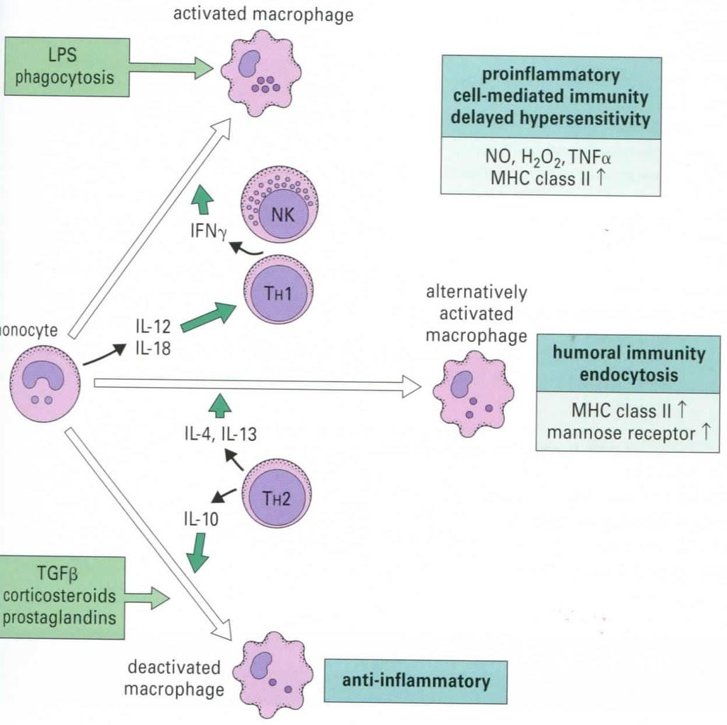 Macrophages differentiation Source: Male, Brostoff,