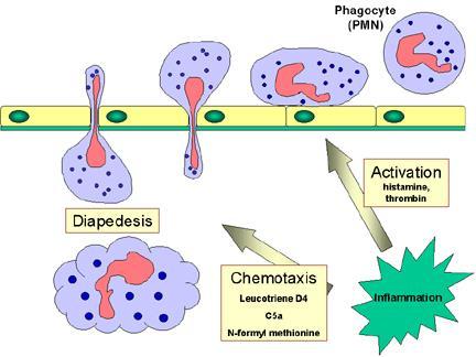 The stages of phagocytosis: Vascular adherence Some of the SOS signals stimulate endothelial cells (near the infection site) to express cell adhesins such as ICAM-1 and selectines.