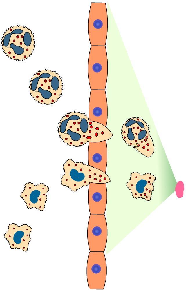 The stages of phagocytosis Diapedesis Vasodilators produced at