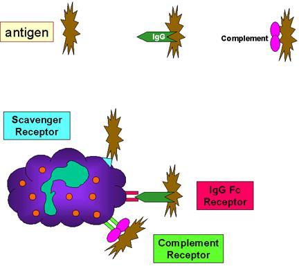 Initiation of Phagocytosis Phagocytic cells have a variety of receptors on their cell membranes: Fc receptors (FcR) Binding to the Fc receptor requires prior interaction of the antibody with an