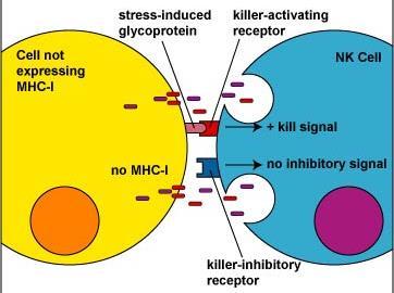 Why do NK cells kill some host cells?