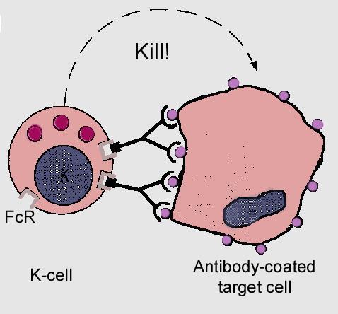 K Cells (ADCC) morphologically similar to NK