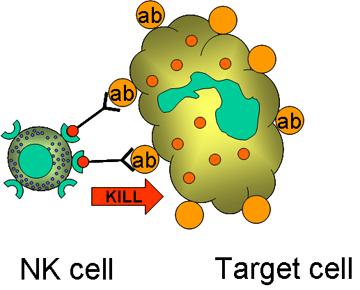 part of antibody (IgG) coated target cell