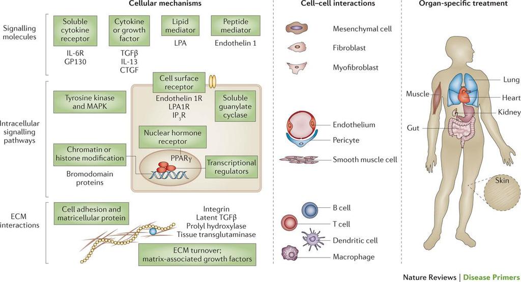Concept of targeted therapy in systemic