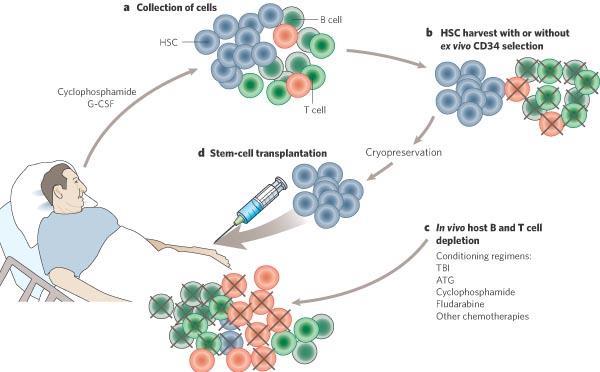Autologous haemopoietic stem cell transplantation