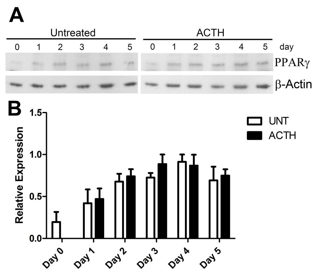 D Figure 4: Protein expression of the PPARγ2 adipogenic transcription factor is not increased by ACTH treatment.