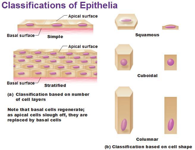 Classification of epithelia Arrangement