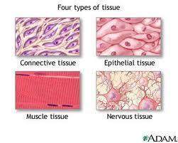 Four Tissue Types 1. Epithelial: lining, covering, glandular 2.