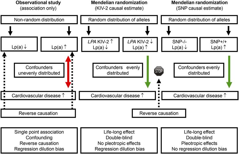 Fig. 5. Comparison of observational studies and Mendelian randomization studies to help understand causality from high plasma Lp(a) concentrations to high risk of cardiovascular disease.
