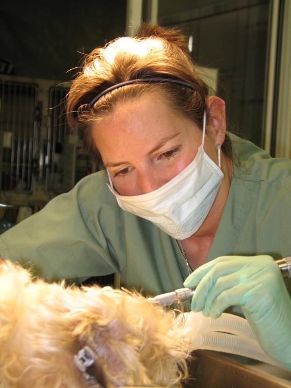 At Parkside Animal Hospital, evaluation and treatment includes: A dental done at Parkside Animal Hospital is
