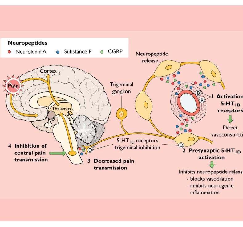 Acute Management of Migraine:1991 The Triptans:5HT1B/1D Receptor Antagonists Mode