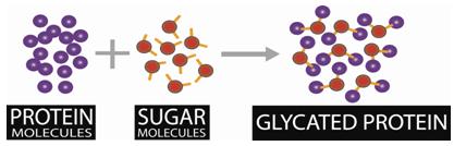 What is glycation? Glycation occurs when the body does not properly metabolise glucose (often due to a high sugar diet).