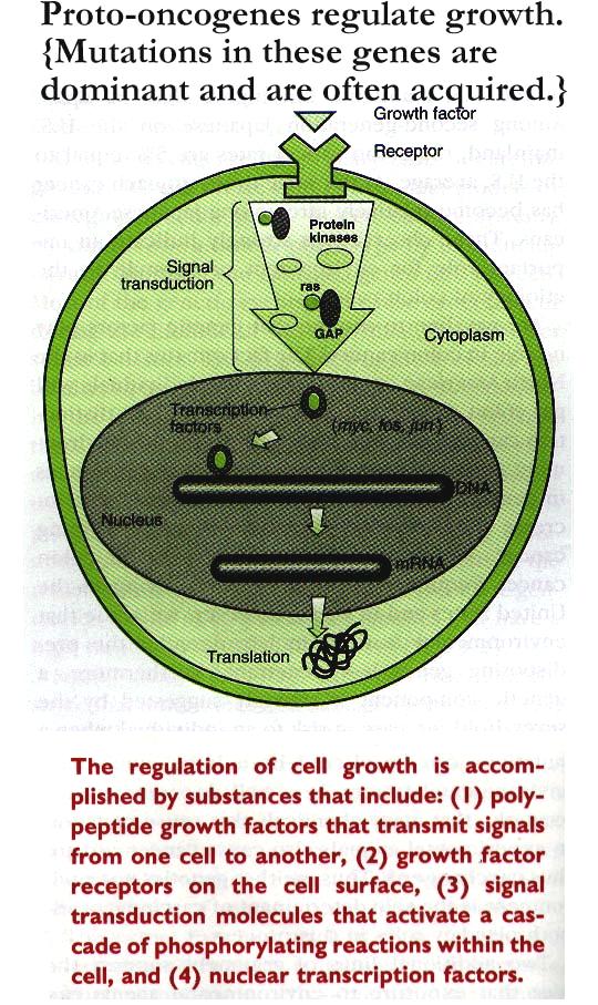Growth factor Receptor Protein kinase, G-protein Transcription factor Nuclear