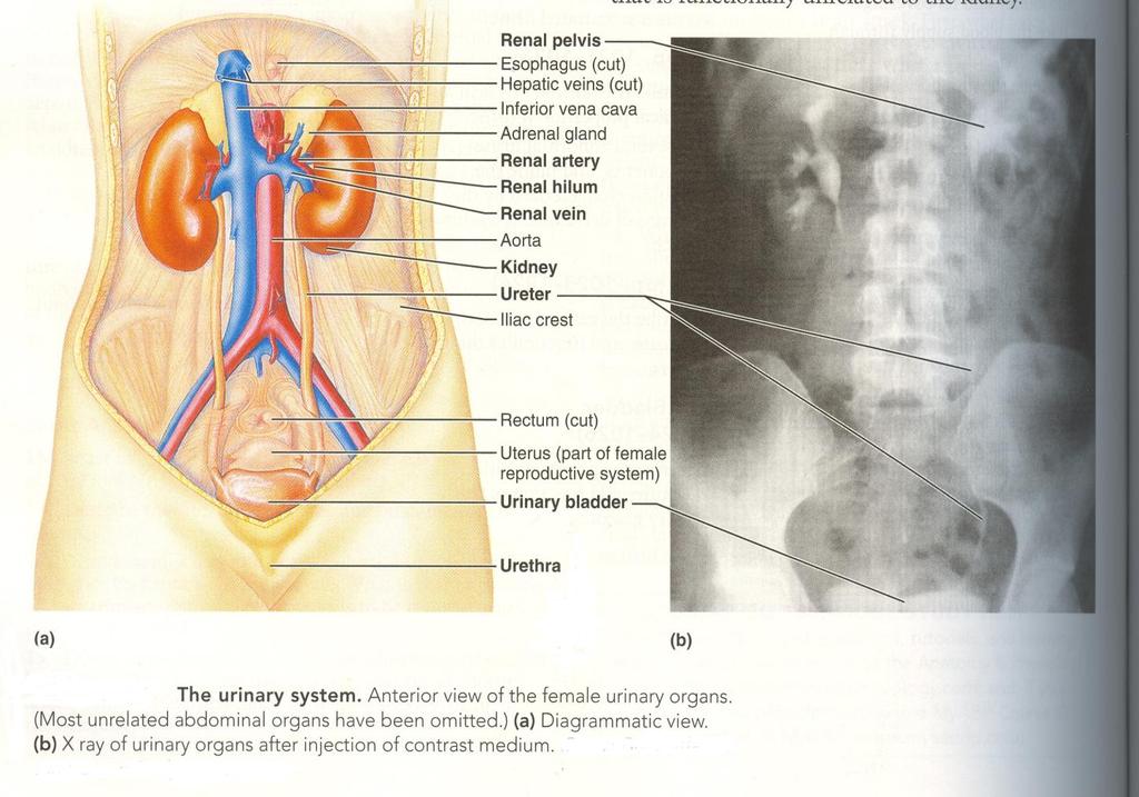 1 THE KIDNEY (Fig.