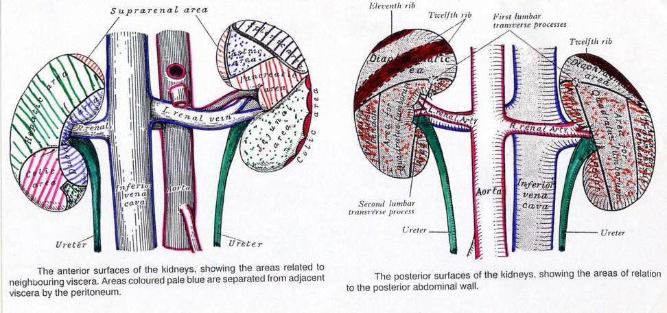 5 a. The thoracoabdominal diaphragm, which separates the kidney from the base of the lung, the pleura and the 12 th /11 th rib/11 th intercostal space. b. The psoas major muscle on the medial aspect c.