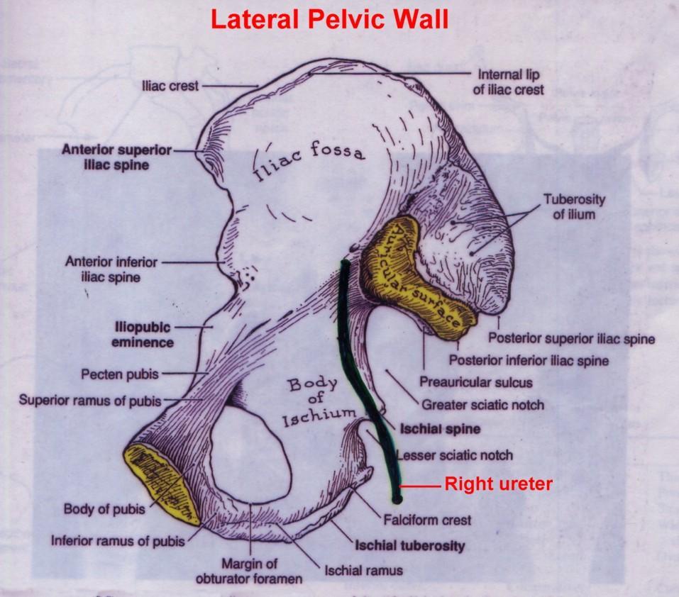 9 Figure 7 Course of the Pelvic Ureter The pelvic ureter is retroperitoneal throughout its course.