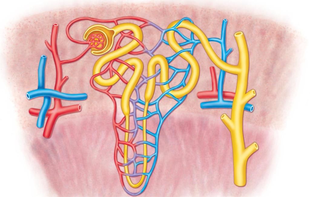 Nephron Tubules & Associated Blood Vessels Glomerulus Copyright The McGraw-Hill Companies, Inc. Permission required for reproduction or display.