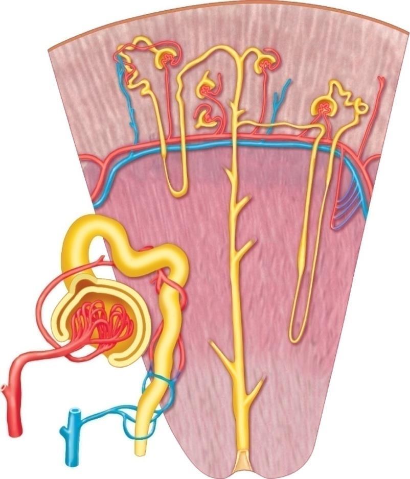 4. Two Types of Nephrons a. Juxtamedullary: better at making concentrated urine b.