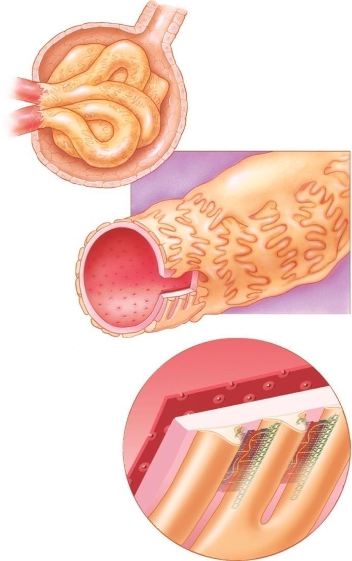 Glomerular Corpuscle & Filtration Barrier Afferent arteriole Blood flow Efferent arteriole Parietal layer of glomerular capsule Copyright The McGraw-Hill Companies, Inc.