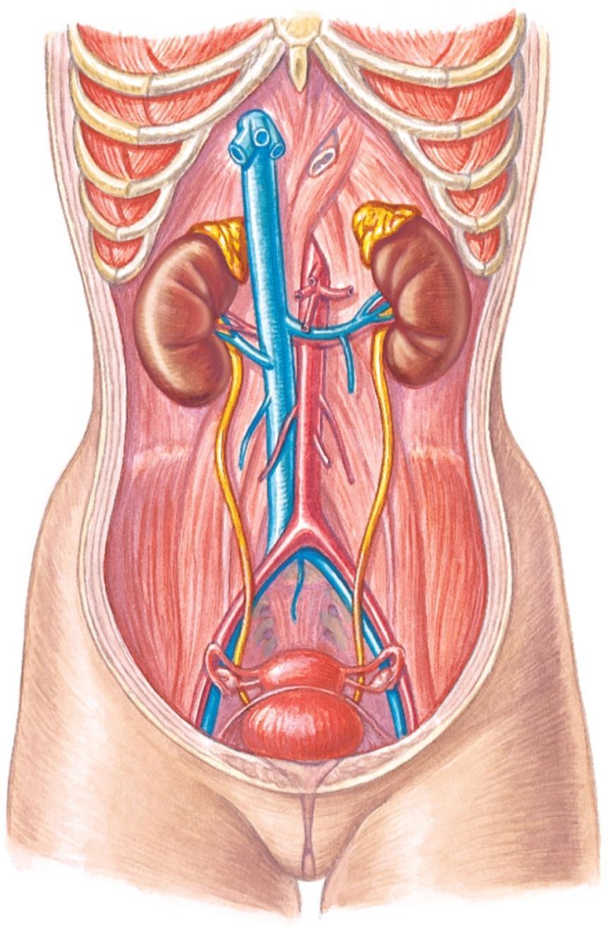 Organs of the urinary system Copyright The McGraw-Hill Companies, Inc. Permission required for reproduction or display.