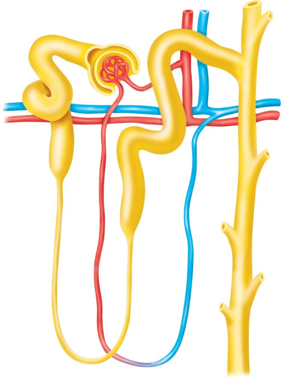 Renal Tubule Osmolality Copyright The McGraw-Hill Companies, Inc. Permission required for reproduction or display.