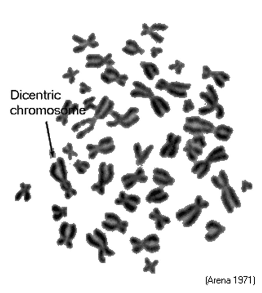 Rate of dicentric chromosomes in peripheral