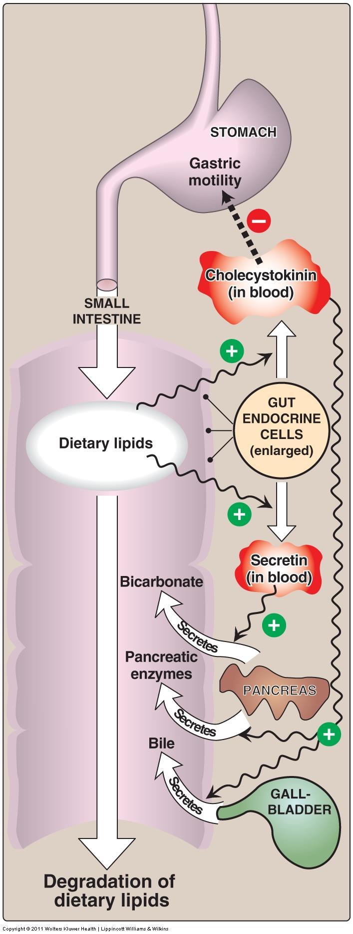 Control of lipid digestion: lipid digestion controlled by two hormone: 1. cholecystokinin (CCK) and 2.
