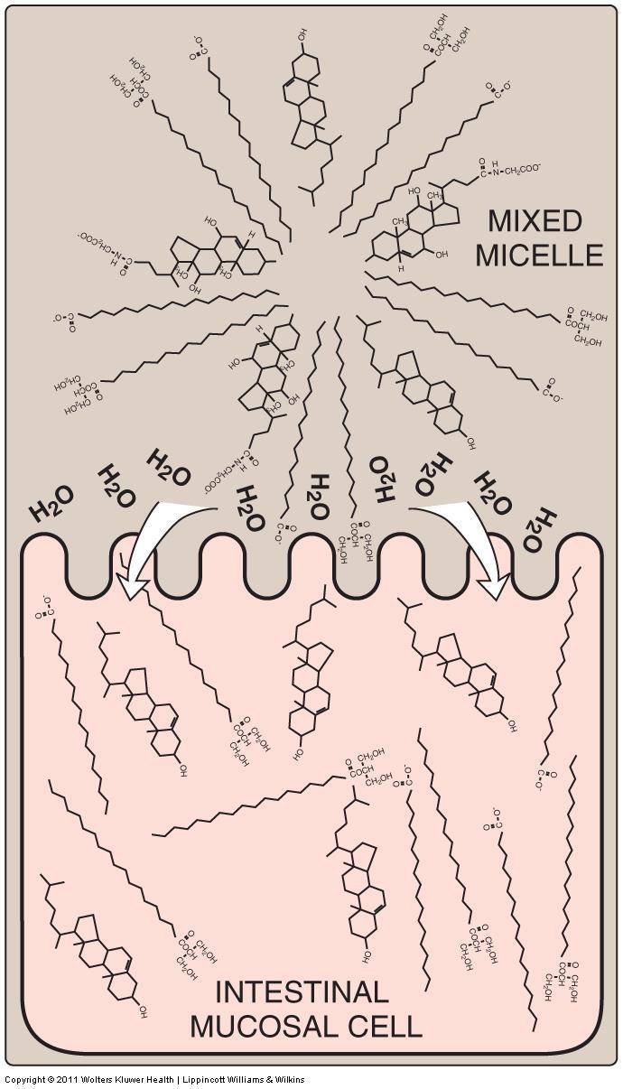 Absorption of lipids by intestinal mucosal cells (enterocytes) mixed micelles: 1. mixed micelles that facilitate the absorption of dietary lipids by intestinal mucosal cells (enterocytes). 2.