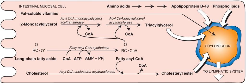 Resynthesis of triacylglycerol (TAG) and cholesteryl esters lipids absorbed by the enterocytes and the biosynthesis of complex lipids take place in endoplasmic reticulum. 1.