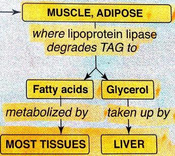 Chylomicrons: 1. Chylomicrons synthesized in the intestinal. 2. Chylomicrons transport exogenous triglyceride to other tissues and transport cholesterol and fat soluble vitamin to the liver.