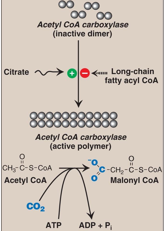 De novo synthesis of Fatty Acids 2. Carboxylation of acetyl CoA to form malonyl CoA: In cytosol, acetyl CoA carboxylated to malonyl CoA by acetyl CoA carboxylase.