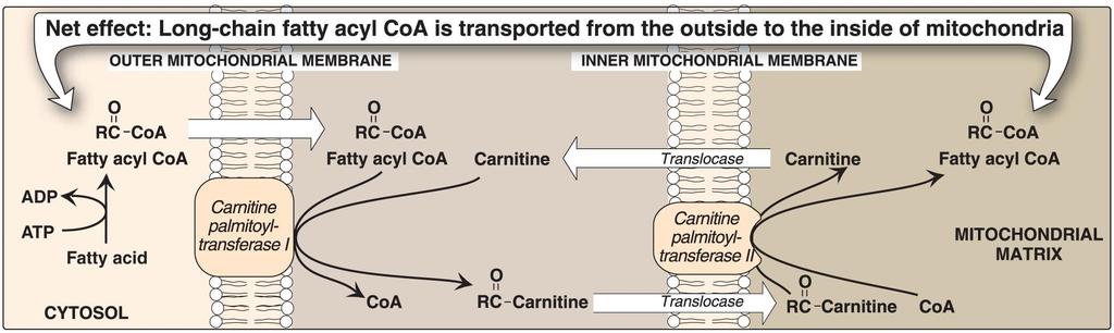 β-oxidation of fatty acids: In cytosol, the first step is activation of long chain fatty acid converted to fatty acyl CoA by acyl CoA synthetase and consuming ATP.