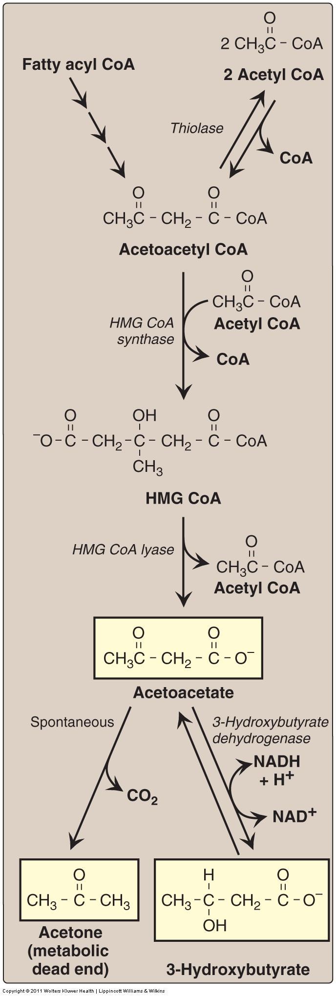 Ketone bodies are synthesized by two steps: first step, acetyl CoA forming acetoacetyl CoA, by reversal of the thiolase reaction.
