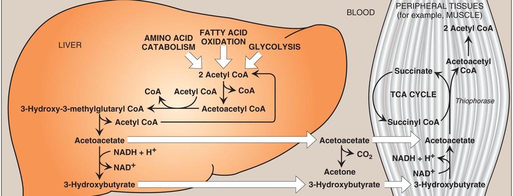 Use of ketone bodies by the peripheral tissues: ketolysis ketone bodies elevated during fasting when ketone bodies are needed to provide energy to the peripheral tissues.
