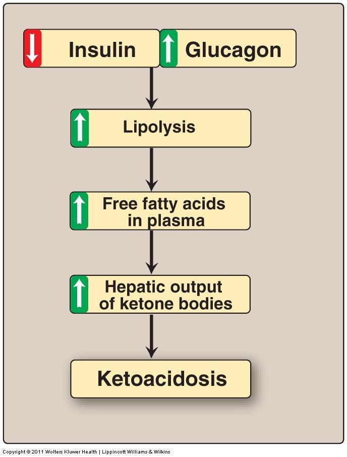Ketoacidosis occurs when the rate of formation of ketone bodies is greater than their rate of use, as is seen in cases of uncontrolled, type 1