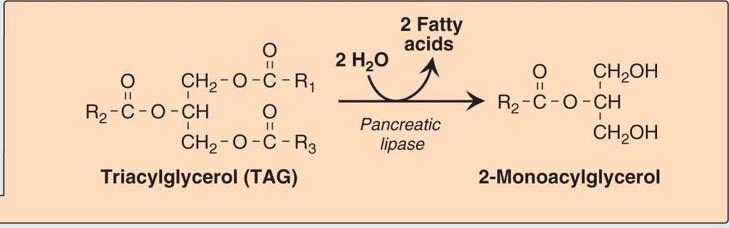 Degradation of dietary lipids by pancreatic enzymes 1. Triacylglycerol degradation: pancreatic lipase: 1.