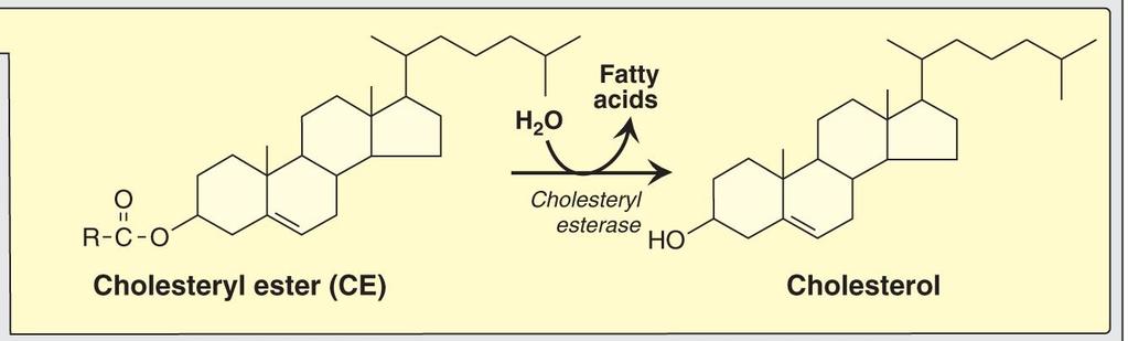 Degradation of dietary lipids by pancreatic enzymes Cholesteryl ester degradation: cholesteryl ester hydrolase (cholesterol esterase): 1.