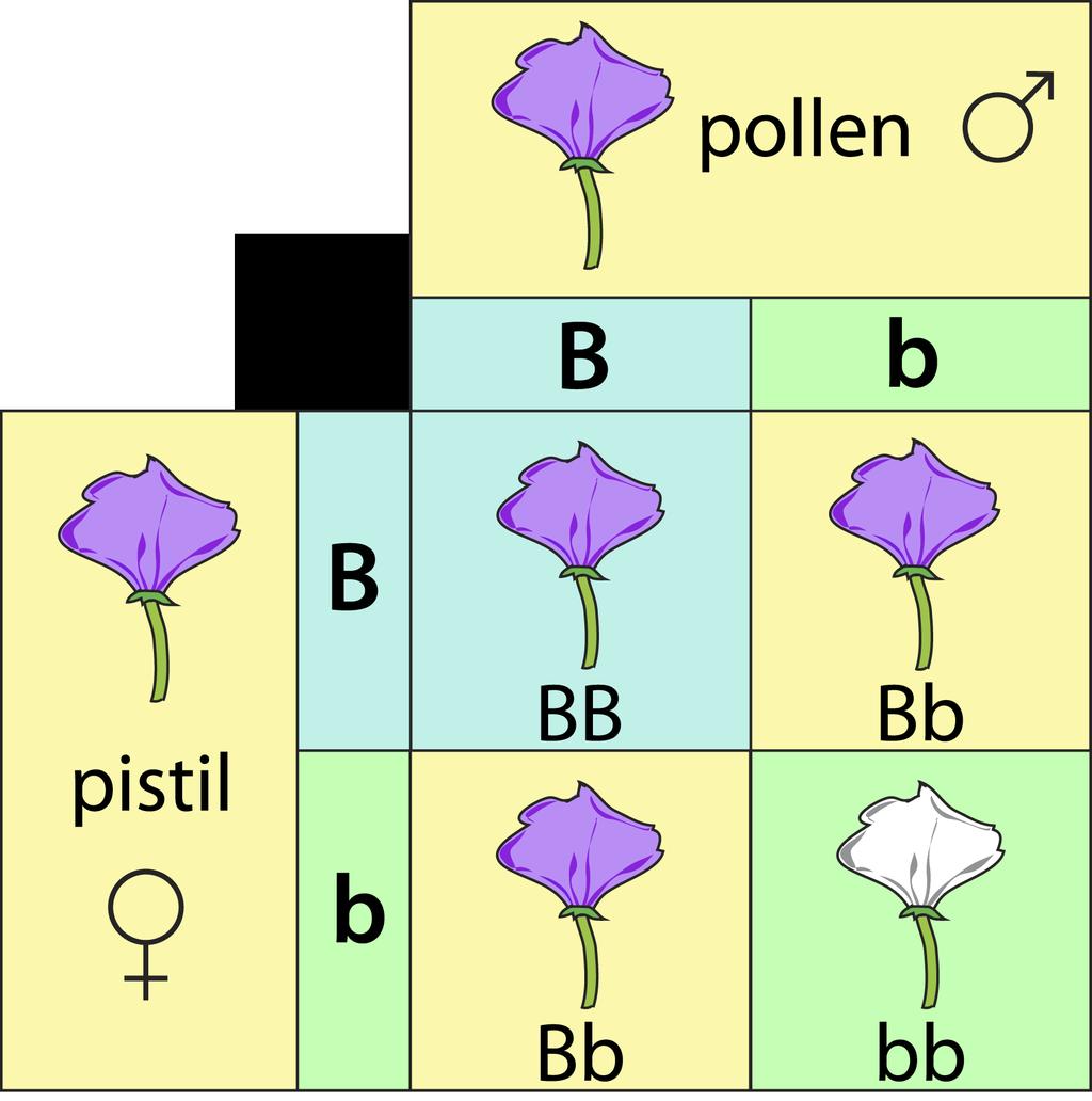Punnett Square. This Punnett square shows a cross between two heterozygotes. Do you know where each letter (allele) in all four cells comes from?