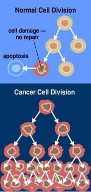 Division uncontrolled cell division Oncogenes Tumour