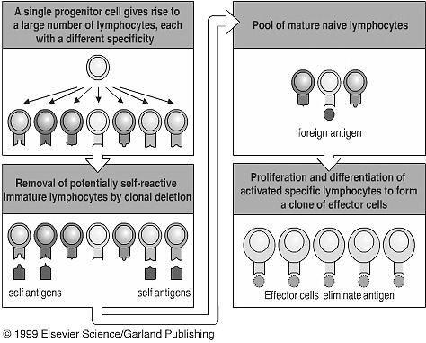 Antigen-Independent B-Cell Development Bone Marrow 1. DNA rearrangements establish the primary repertoire, creating diversity 2.
