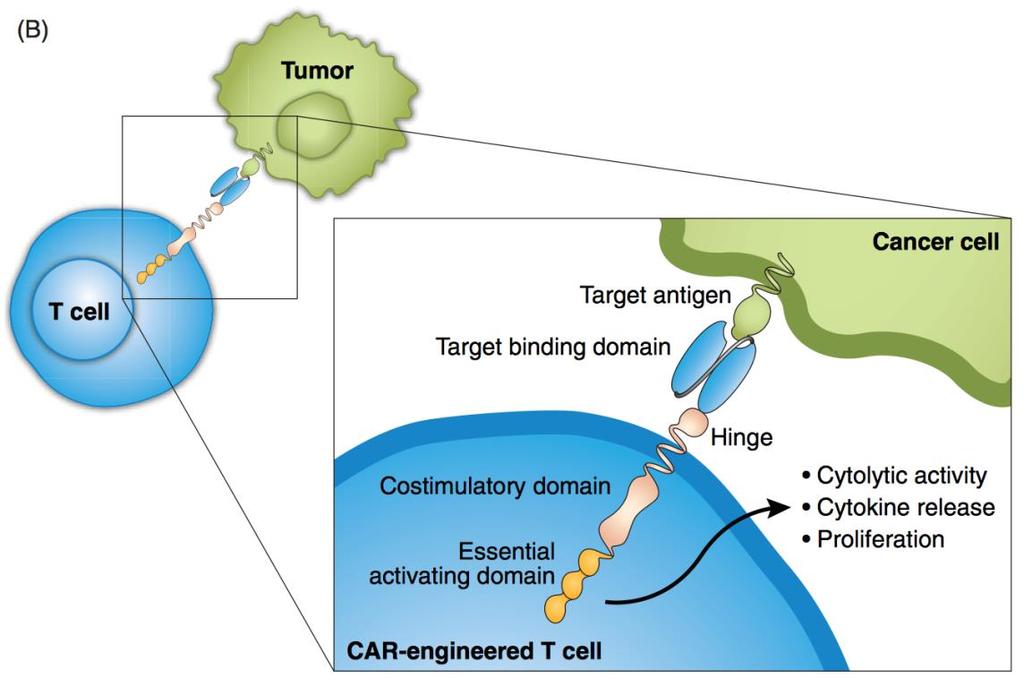 Chimeric Antigen Receptor (CAR) T Cell-Based Therapy Conventional TCR:MHC
